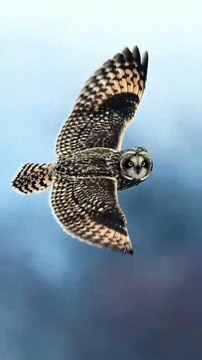 Voici une chouette des marais. #LeSaviezVous : Contrairement aux autres chouettes, les chouettes des marais possèdent de toutes petites aigrettes presque invisibles. Sources : @natgeoindia, en repost de @mukul.soman