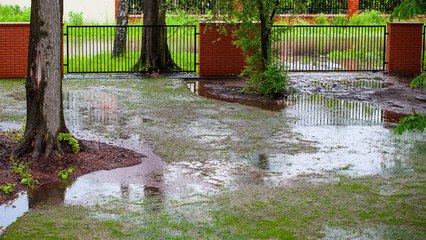 10 Gardening Tips For Fixing A Waterlogged Garden