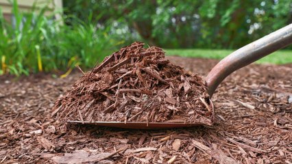 10 Gardening Tips For Using The Right Mulch For Your Plants