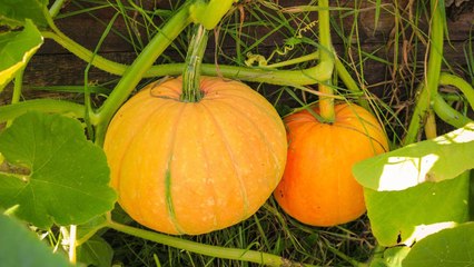 10 Gardening Tips For Growing Pumpkins And Squash Together