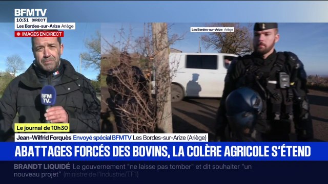 Ariège: les opérations d'abattages des bovins ont débuté