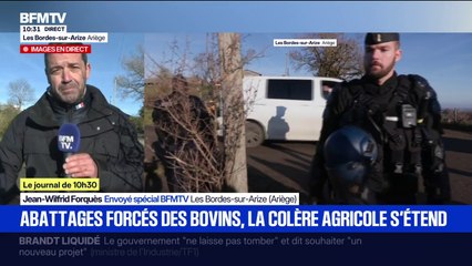 Ariège: les opérations d'abattages des bovins ont débuté