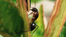 Ant as Predator