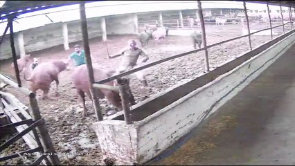 Boynuz Darbesiyle Yere Yığıldı: O Anlar Kamerada