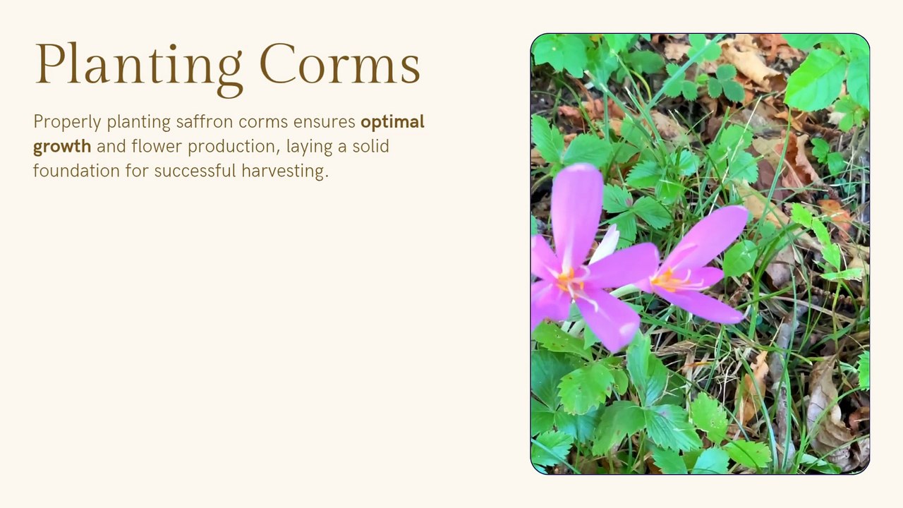 Saffron is known as the world’s most expensive spice, and this video explains exactly how you can start a profitable saffron farming business — even with limited land and low initial investment.  In this complete saffron farm Reacts | DIY videos | crafts