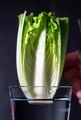 “She Cut One Romaine Lettuce… 21 Days Later I Couldn’t Believe My Eyes! 🤯💚 Please Subscribe!”
