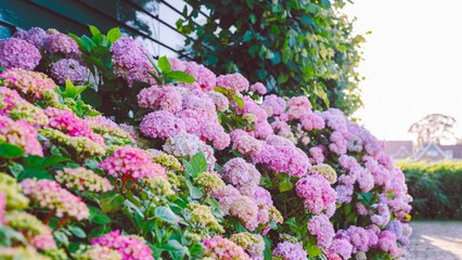 10 Reasons Why You Should Grow Hydrangeas By Your Front Door