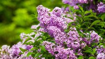 10 Gardening Tips For Growing Big Beautiful Lilacs