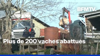 Dermatose nodulaire: des vaches euthanasiées et évacuées de la ferme des Bordes-sur-Arize (Ariège)