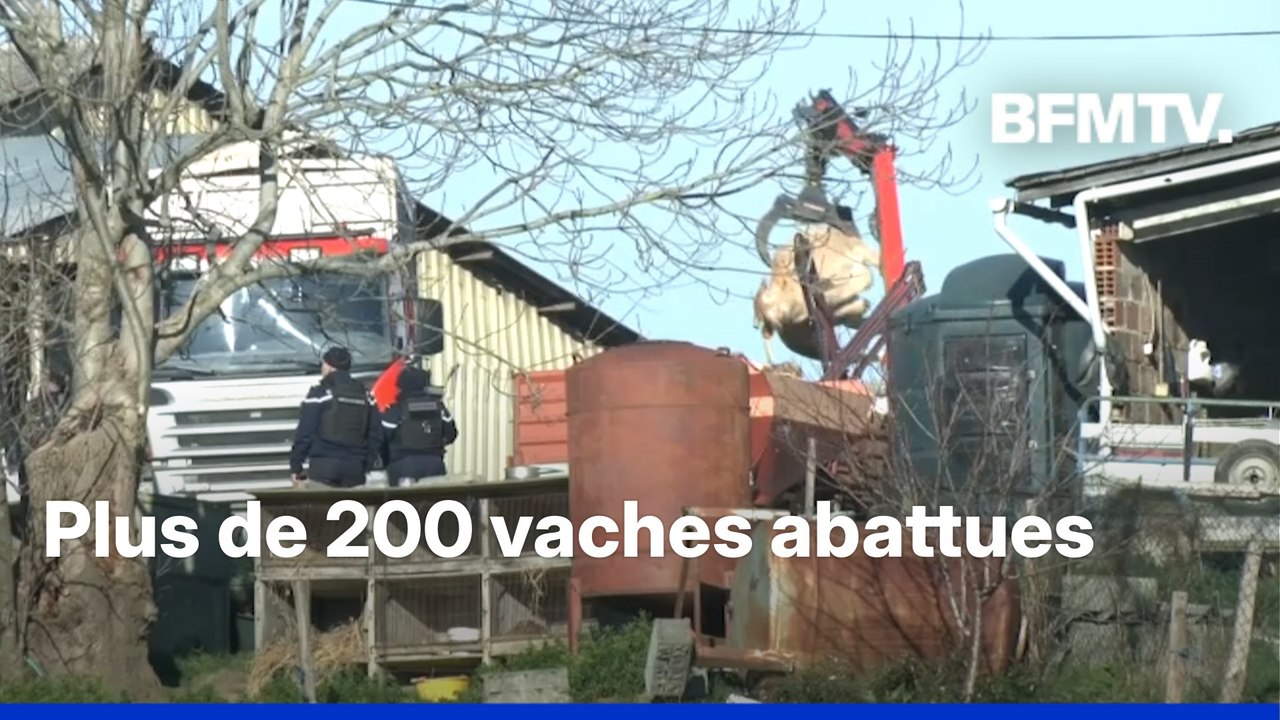 Dermatose nodulaire: des vaches euthanasiées et évacuées de la ferme des Bordes-sur-Arize (Ariège)