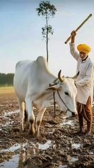 Cow Ka Antim Safar” (The Mother’s Last Journey #cow #farmer #ai #youtubeshorts 720p