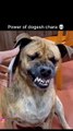 💀power of dogs 👀bhai 🥶🥵😱🔥 That’s awesome! A 62% boost in views and fewer swipes #funnyshorts #viral 720p