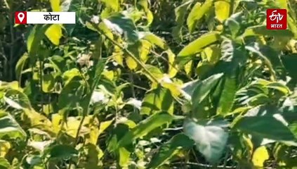 क्या लैंटाना ने बिगाड़ा जंगल का पारिस्थितिक तंत्र? 40 फीसदी क्षेत्र पर हो गया कब्जा, स्टडी में होगा खुलासा