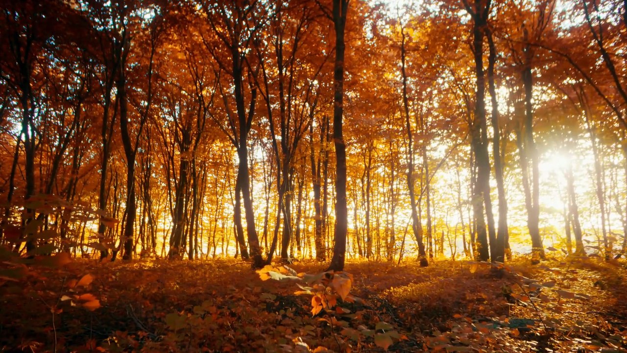 DÜNYA BİR YANA O BİR YANA