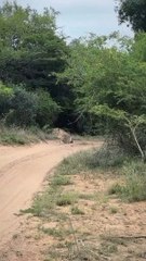 Two Lions Ambush a Sable Antelope in a Dramatic Mid-Air Attack