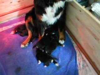 Alpha et ses petits à la tétée 7ème jour