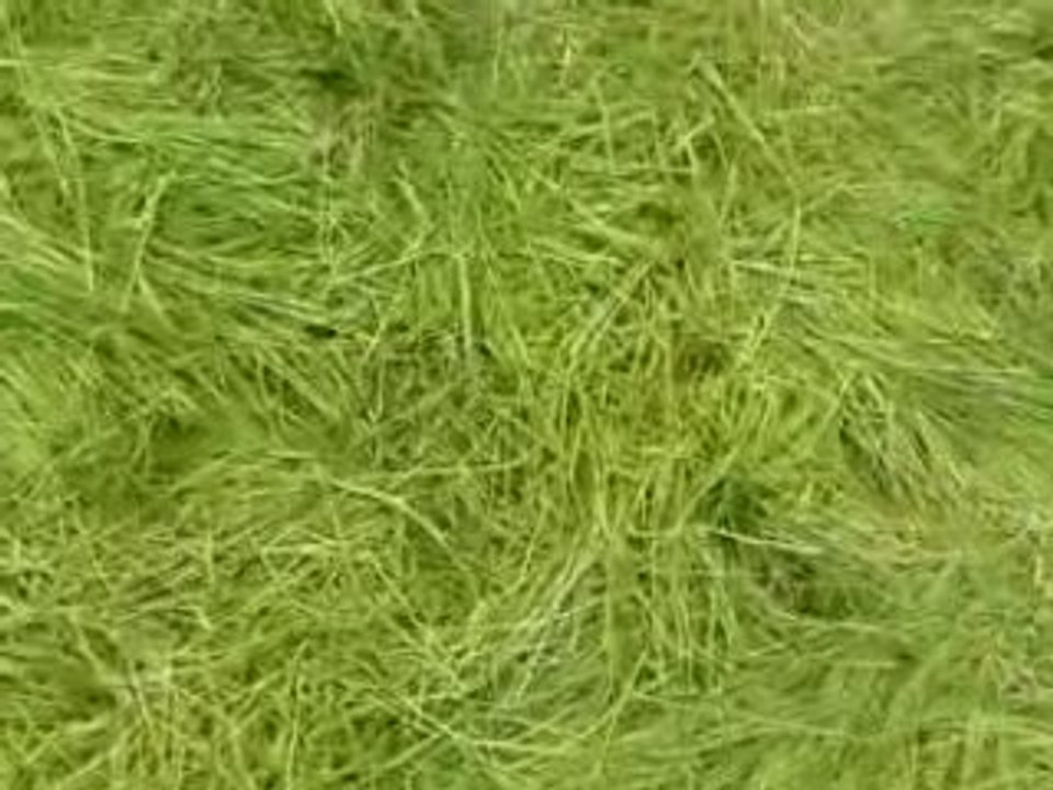 SV_A0023
