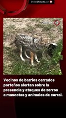 Vecinos de barrios cerrados porteños alertan sobre la presencia y ataques de zorros a mascotas y animales de corral.