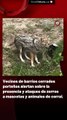 Vecinos de barrios cerrados porteños alertan sobre la presencia y ataques de zorros a mascotas y animales de corral.