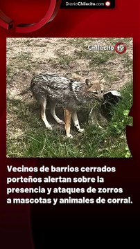 Vecinos de barrios cerrados porteños alertan sobre la presencia y ataques de zorros a mascotas y animales de corral.
