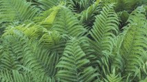 9 Gardening Tips For Growing A Lush Fern Garden