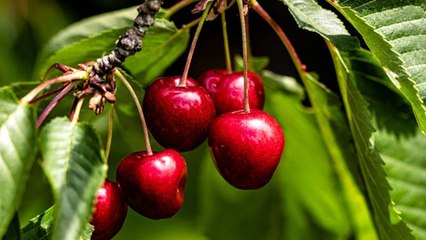 10 Gardening Tips For Growing Big Juicy Cherries