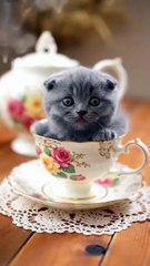 Grey British Short hair kitten  #ai #cuteanimal #baby #cutecat #cute #viralreels #cutecats