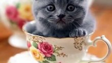 Grey British Short hair kitten  #ai #cuteanimal #baby #cutecat #cute #viralreels #cutecats