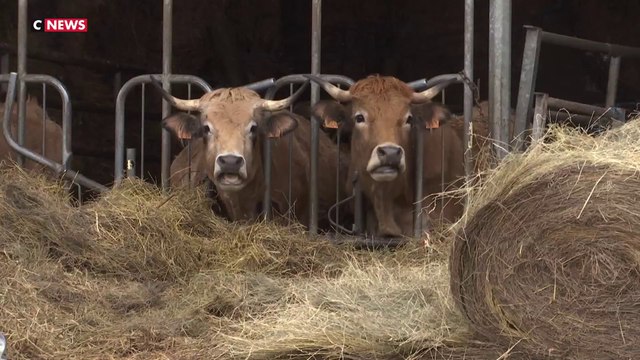 Abattage de bovins : qu'est ce que la dermatose nodulaire contagieuse ?