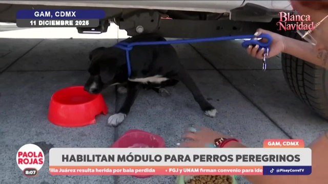Protegen a perritos peregrinos en la Basílica de Guadalupe | DPC con Paola Rojas