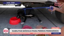 Protegen a perritos peregrinos en la Basílica de Guadalupe | DPC con Paola Rojas