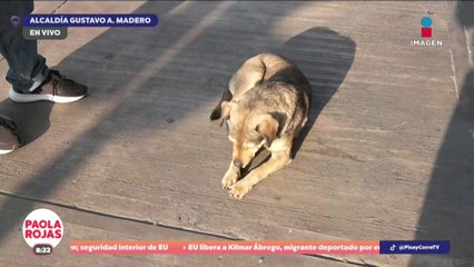 Presencia de perros peregrinos en la Basílica | DPC con Paola Rojas