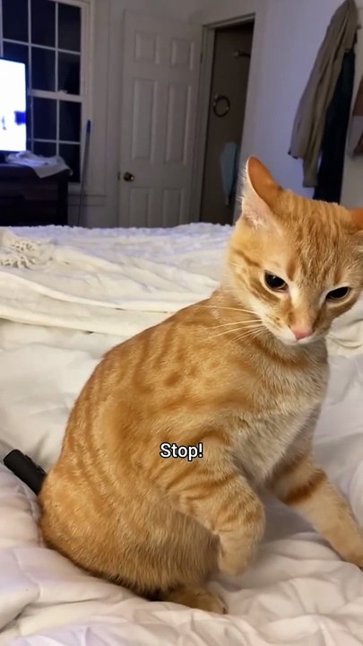 Funny Cats Movements For Cat lovers. Must Watch