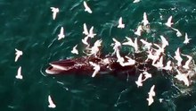 Watch: Bryde’s whales spotted in Abu Dhabi; 'first collective feeding in Arabian Gulf'