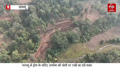 जंगल में हो रही थी अफीम की खेती, ड्रोन से पकड़ी गई, पुलिस ने किया नष्ट
