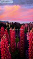 HEAVEN ON EARTH VIEW