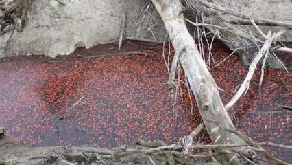 Trentino, il video delle migliaia di pesci rossi intrappolati nelle pozze del Lago di Loppio