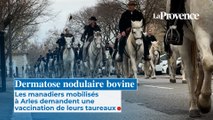 Dermatose nodulaire bovine : Les manadiers mobilisés  à Arles demandent une  vaccination de leurs taureaux