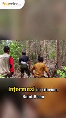 Terpisah dari Induk, Anak Gajah Sumatera Terjerat di Tesso Tenggara