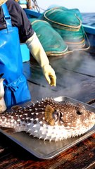 How to cook puffer fish?