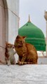 Madina ki billi Huzoorﷺ Se Muhabbat !   Only animal that is allowed to  enter in great mosques of Madina ❤️  #Aqeeda #Cat #Madinah #Imamahmedraza #Almadina #Hameemhameem #aaqa #huzoorﷺ #yarasoolallahﷺ #AqeedahAhle