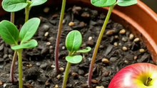 How to grow apple plants from seed at home!