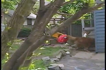 Dawg Kart! (Eureeka's Castle)