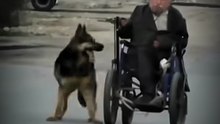 Hero Animals That Saved Human Lives !