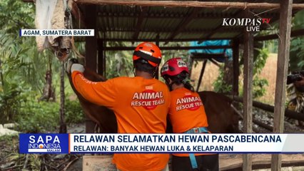 Relawan Animal Rescue Selamatkan Hewan Kelaparan Pascabencana di Agam Sumbar | SAPA MALAM