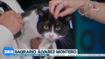 ¡Adopta, no compres! Rex y Donatello son dos gatitos que buscan un hogar