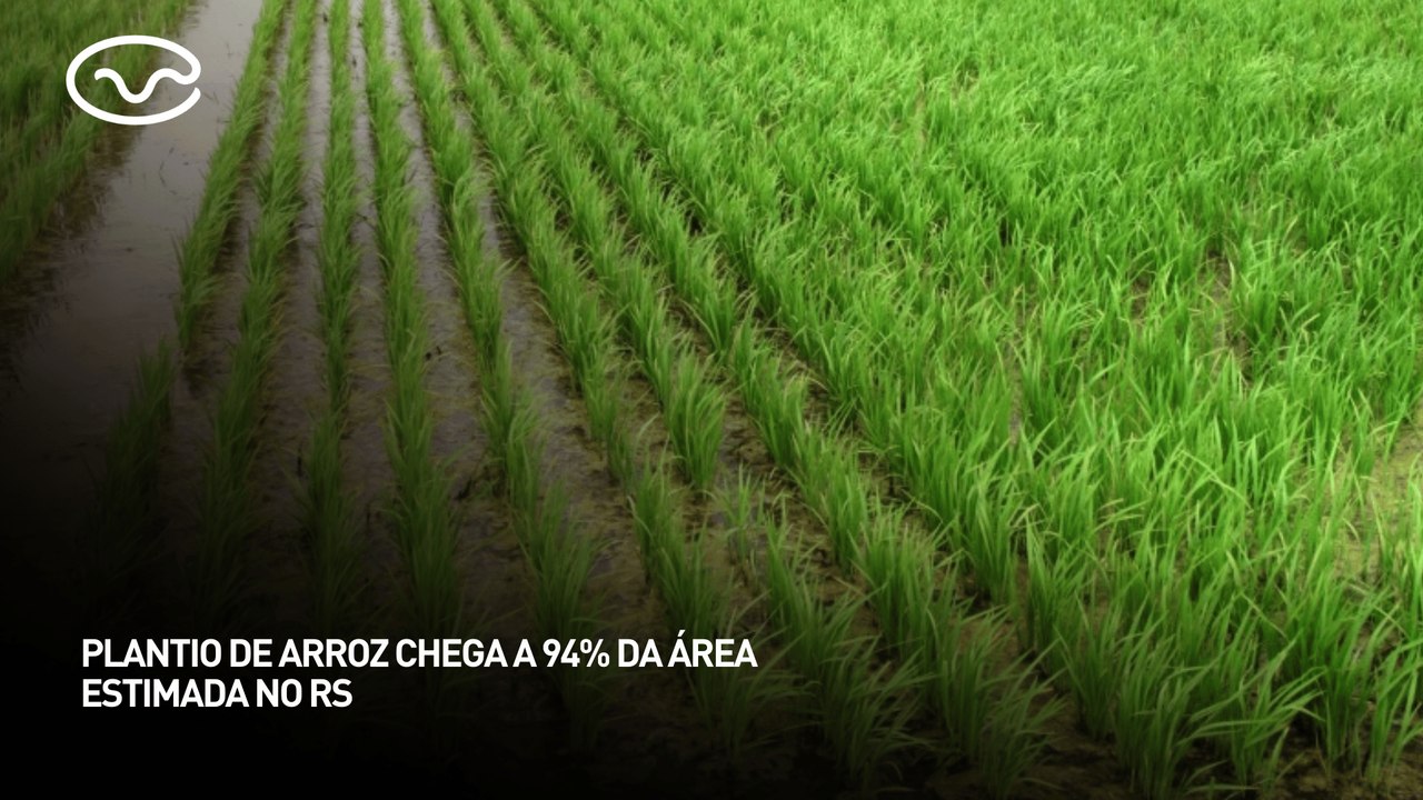 Plantio de arroz chega a 94% da área estimada no Rio Grande do Sul