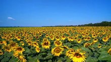 Sunflower Gardens