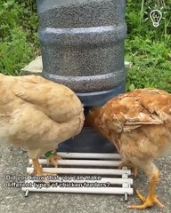 🐔 DIY Chicken Feeder Ideas | Automatic & Smart Poultry Feeders