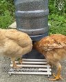 🐔 DIY Chicken Feeder Ideas | Automatic & Smart Poultry Feeders